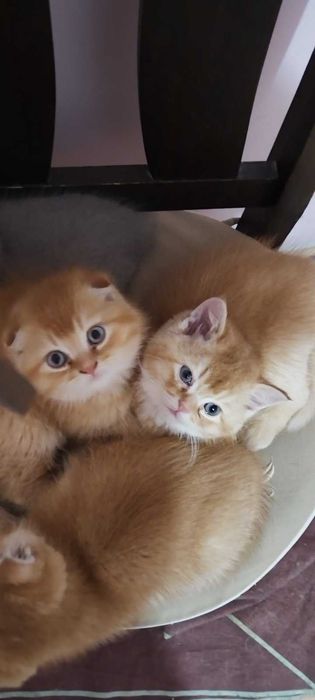 Златни чинчили шотландски котенца
