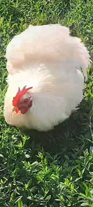 Продавам петлета и млади чифтове мини кохин