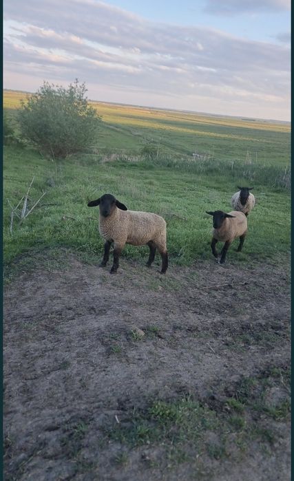 Vând mieluțe și berbecuți Suffolk de prăsilă