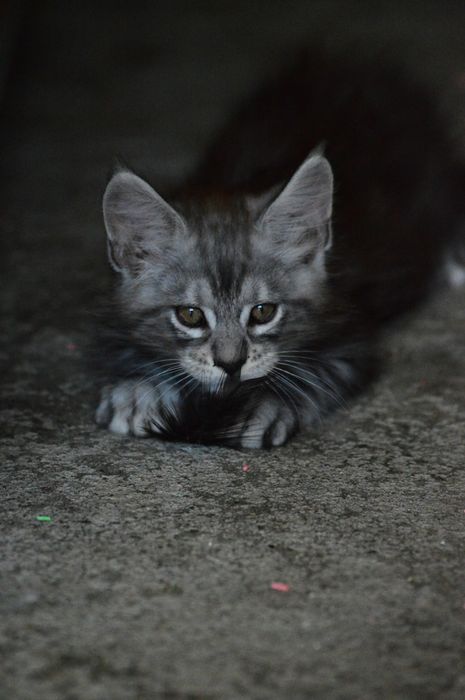 Maine Coon felisa FIFe