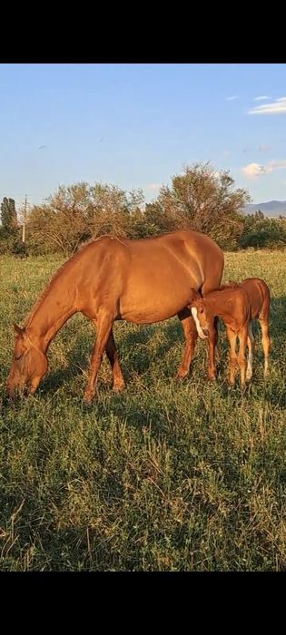 Қымыз, саумал, бие сүті