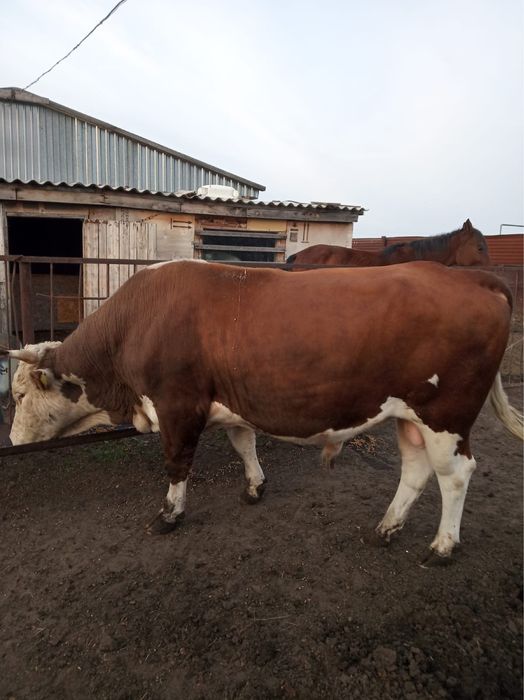 Быки на мясо собственно выращенные