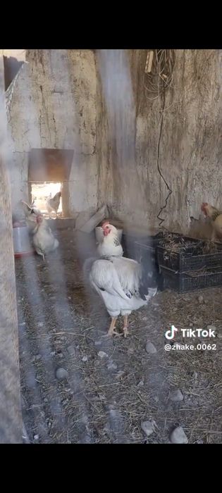 Куры  продам петух