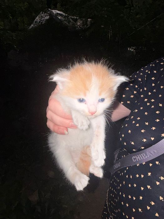 Срочно отдам котят