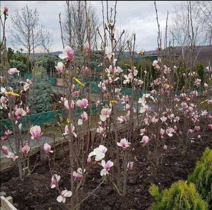 Plante ornamentale calitate premium