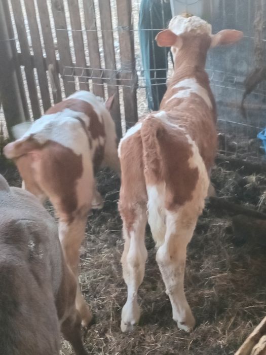 Vând 3 taurasi baltati