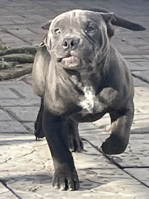 Американский булли