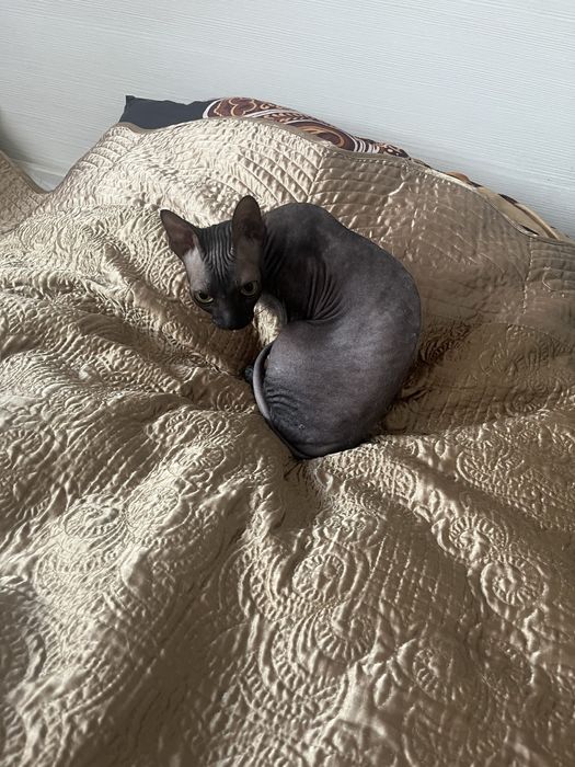 Донской сфинкс девочка 3 года