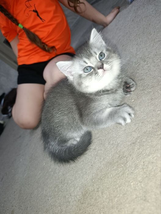 Урганчда сотилади скотиш шиншилла серий угилча