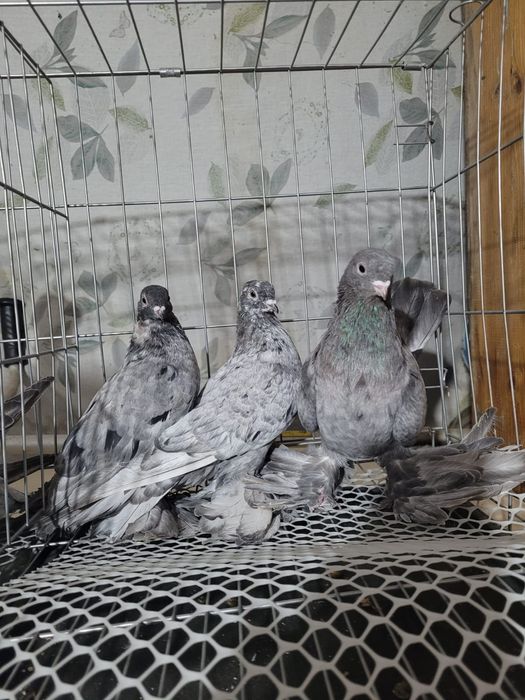 Голуби кептерлер