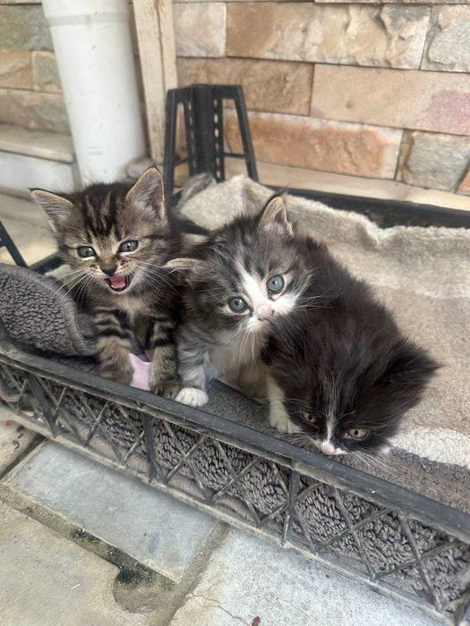Отдаем бесплатно котят в добрые руки!