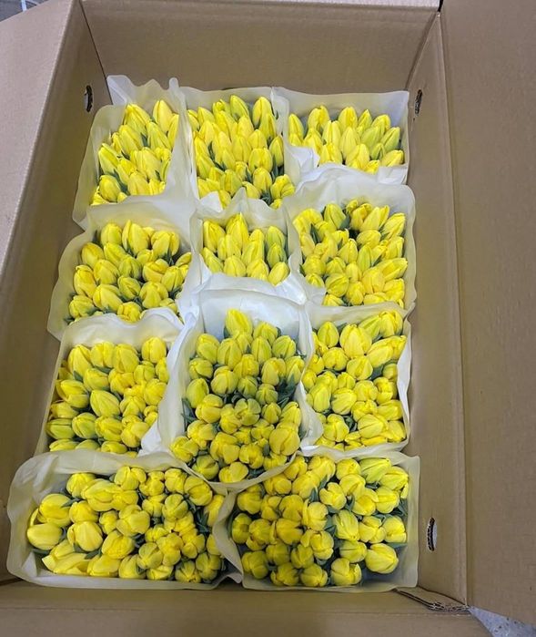 Тюльпаны свежие и хрустящие