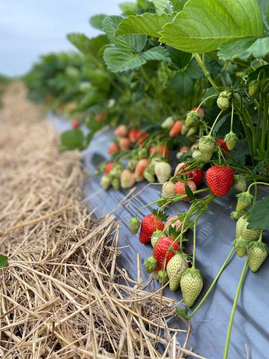 Capsuni stoloni productie tot timpul anului ,albion, alba