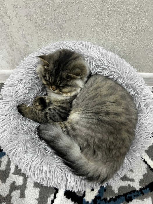 Продаю котенка
Порода: мама — британка, папа — сибиряк