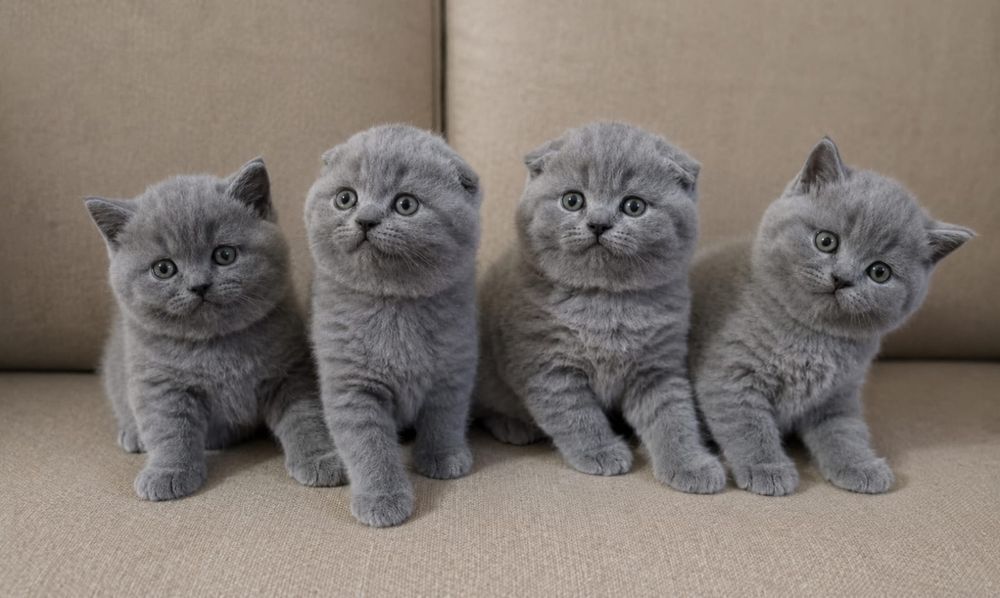 Шотландские котята