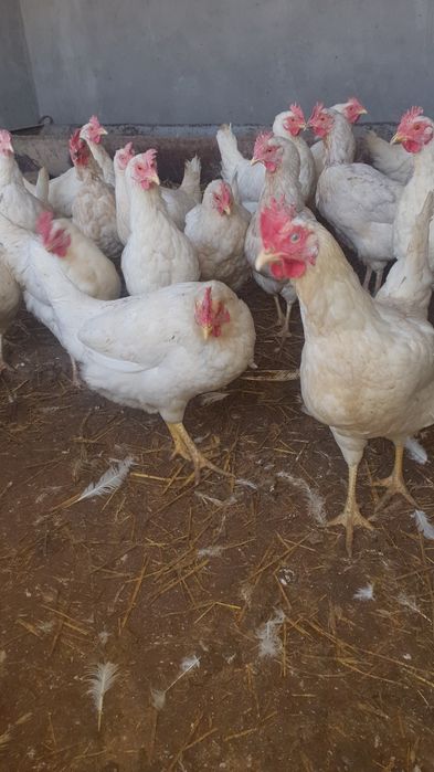 Товуклар пародал