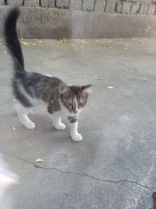 Отдам в хорошие руки