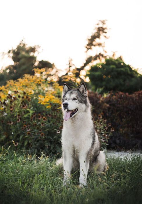 фотосессия с волком