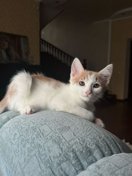Котенок, кот, ищет добрые руки