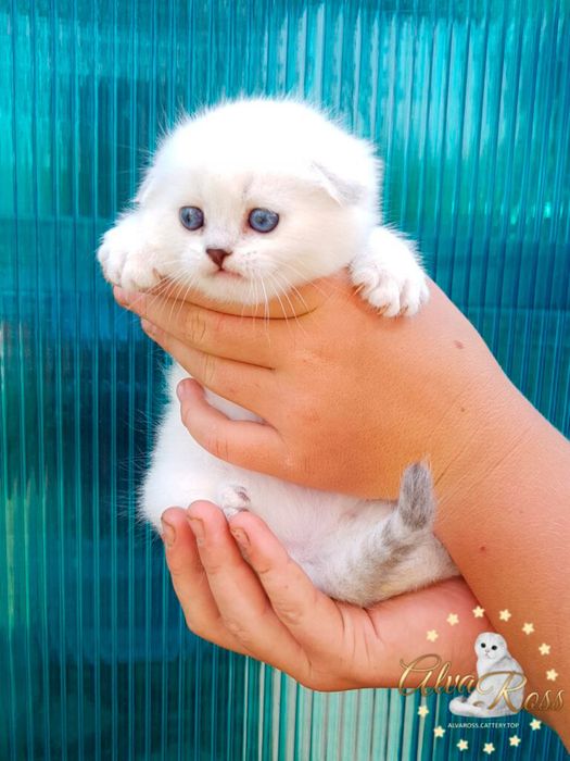 Вислоухие котята