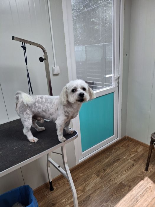 Frizerie canina  Tuns la domiciliu sau salon,Taxi