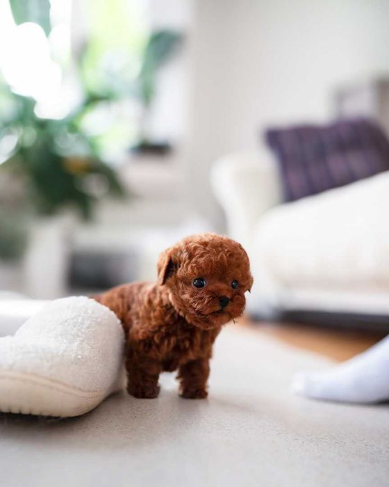 Toy Poodel Mini Red / Pedigree FCI