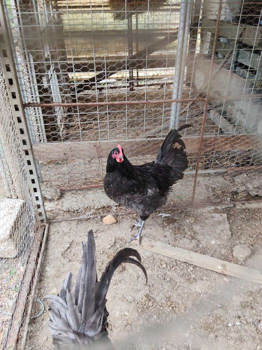 Cocoșei brahma HI și australorp, vârsta 5 luni