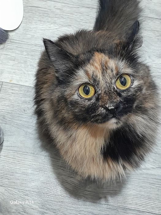 Отдам в добрые руки