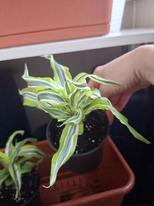 Драцена LemonLime