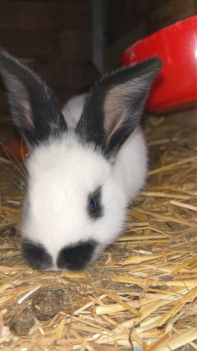 Puii de iepurasi speciali pentru paste