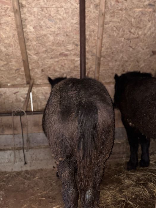 Iapa si manza de vanzare