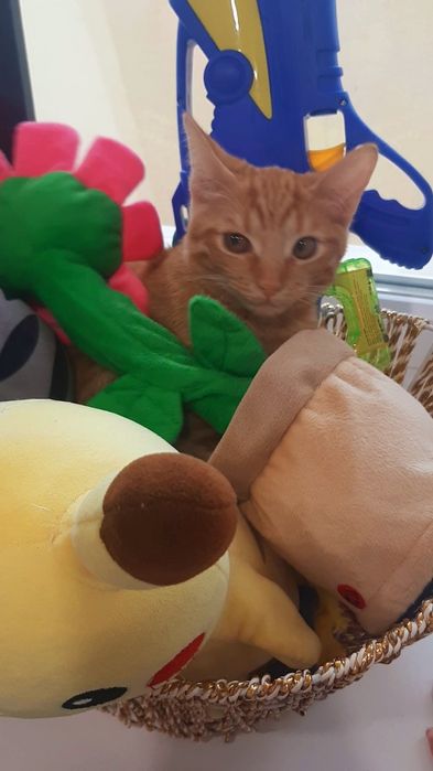 Отдам даром котёнка 3 месяца