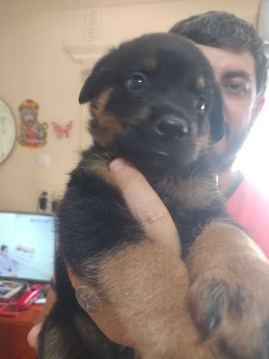 Щенки Ротвейлера