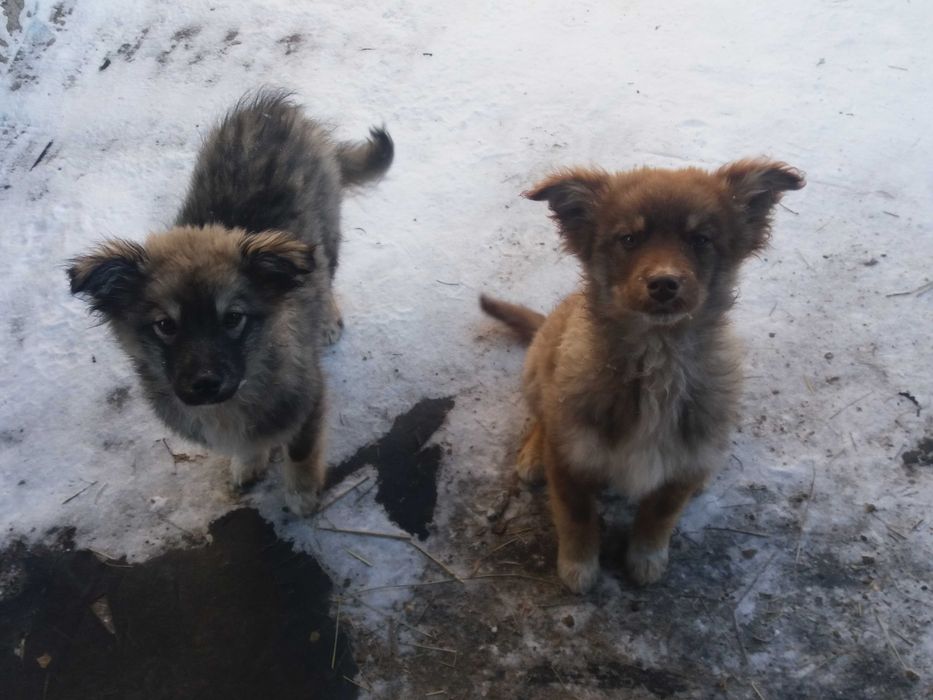 Дарю щенков во двор!