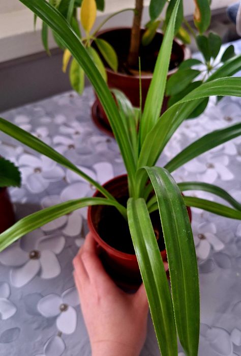 Продаются комнатные растения