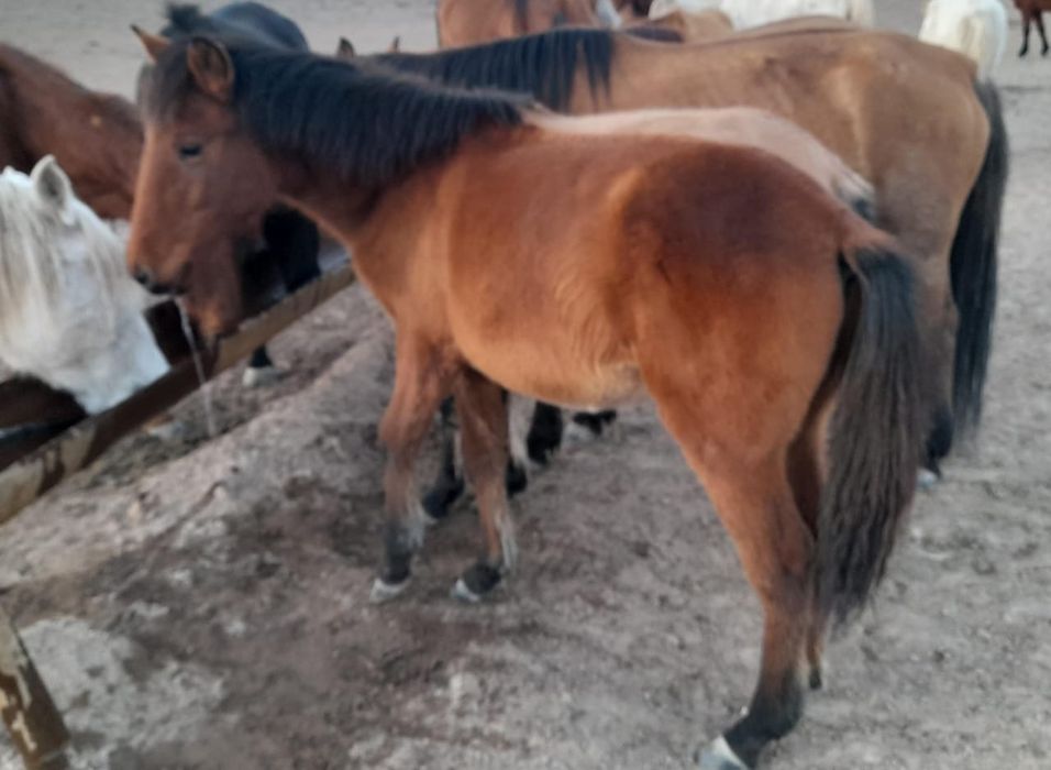 Жабағылар сатылады