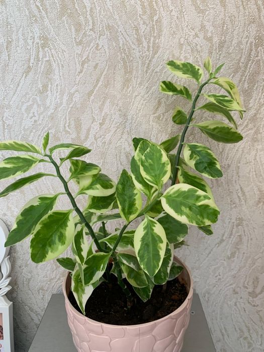 Продам Педилантус