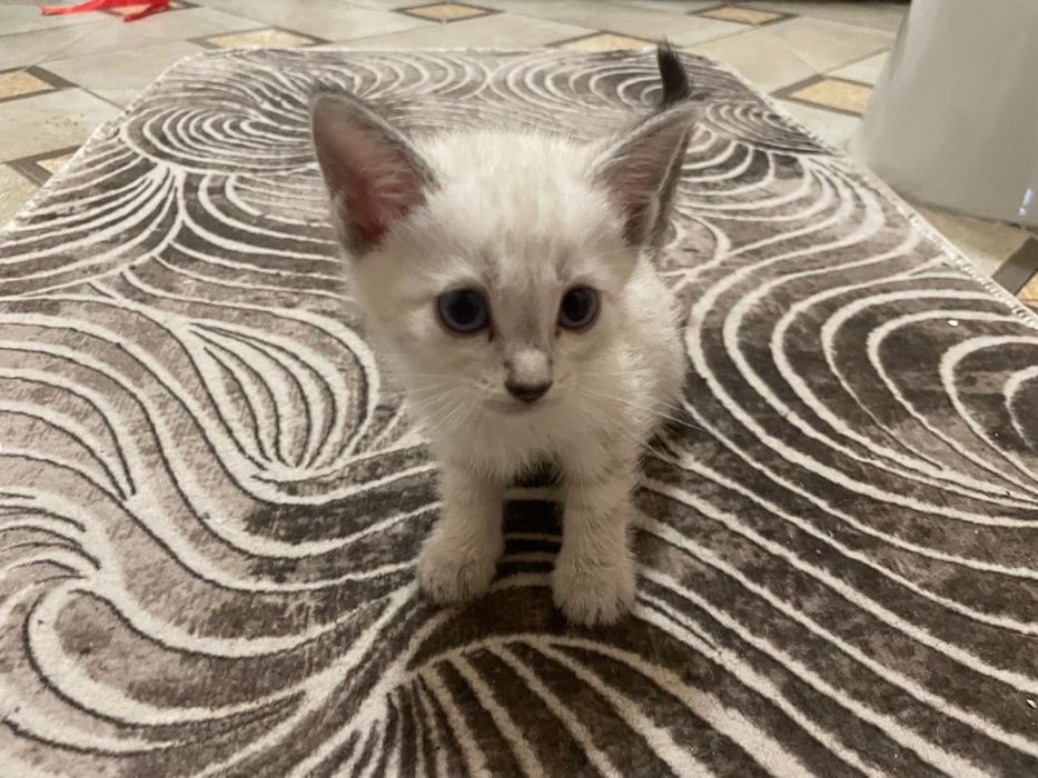 Отдам котят в хорошие руки
