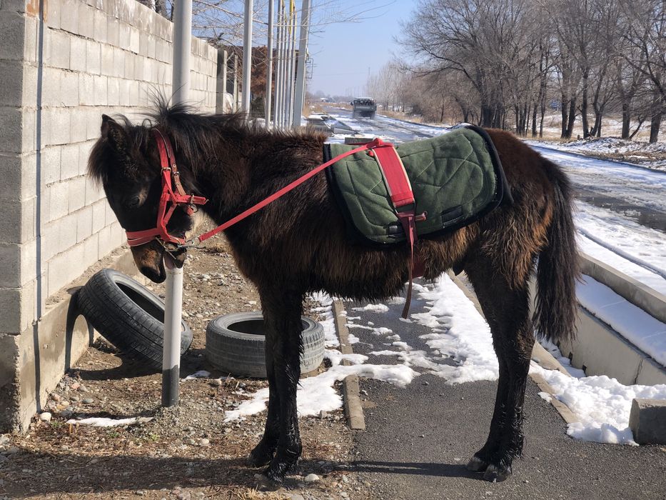 Қараоер тай адемі болады