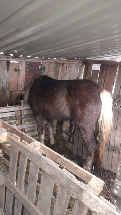 O mânză și o iapă