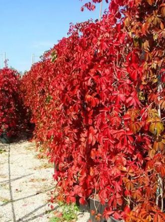 Vita de Vie Canadiana