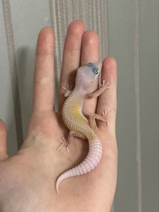 Эублефар малышь