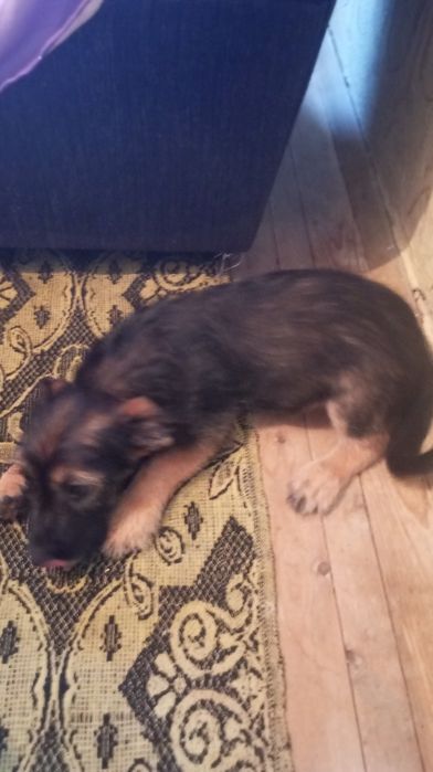За порода Неми казаха каквае