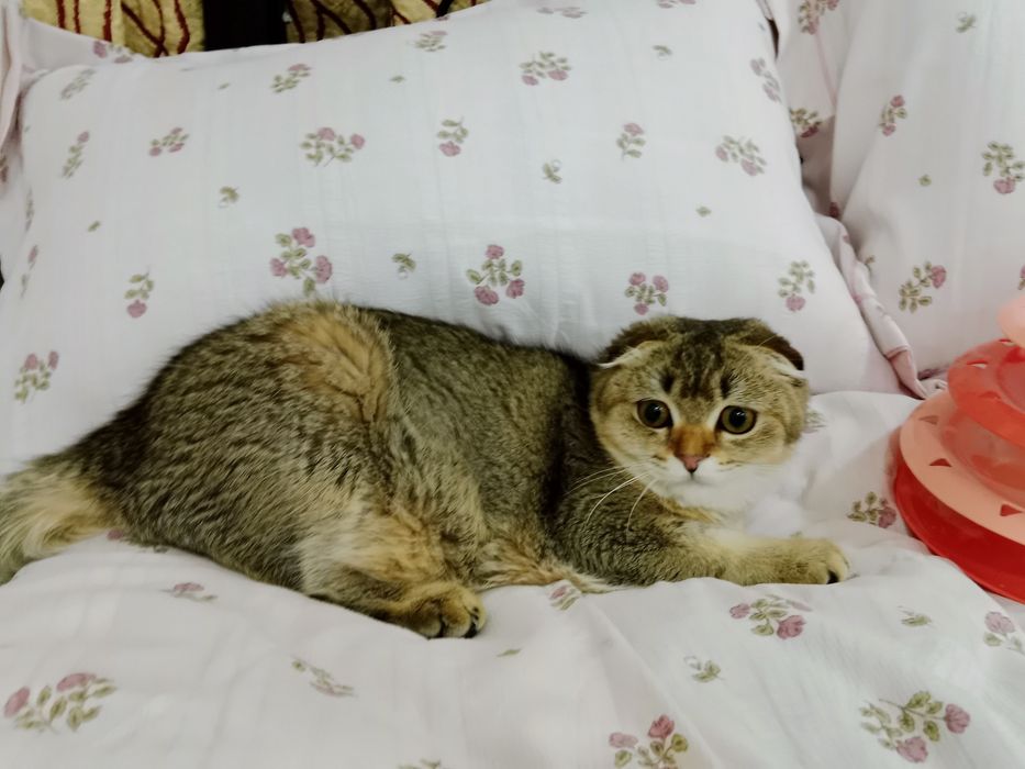 Выросла шикарная девочка 8 Мес