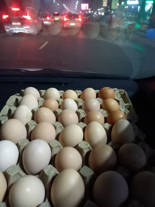 Продам инкубационные яйца