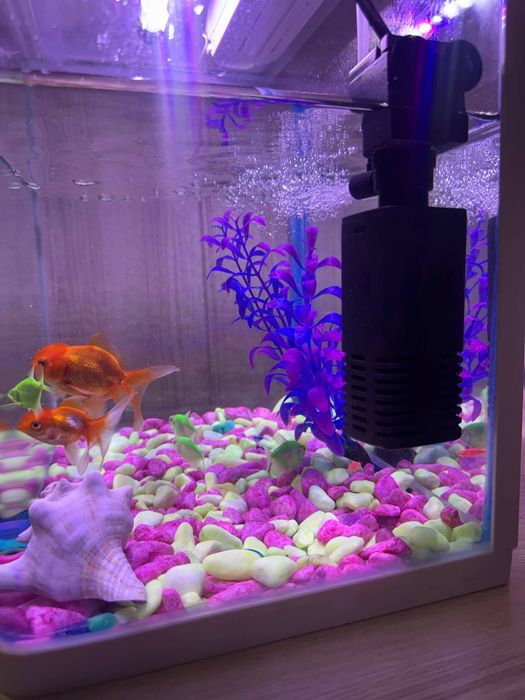 30 litr Akvarium va baliqlar