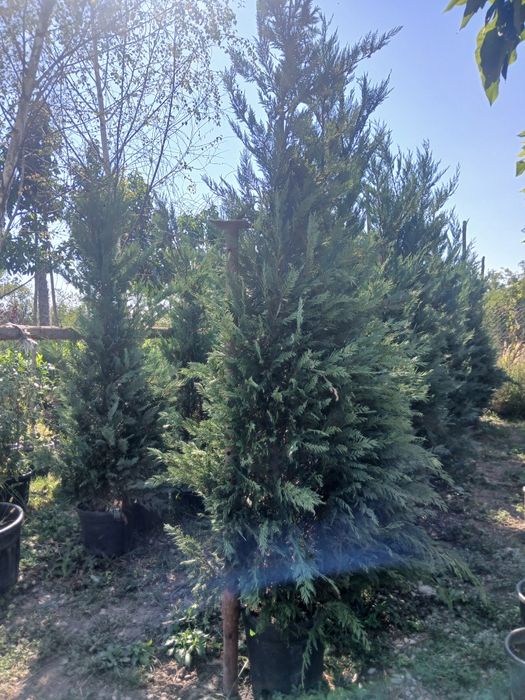 Leylandii 3m plus 230 pret engros