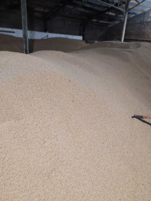 Пшеница , ячмень 88