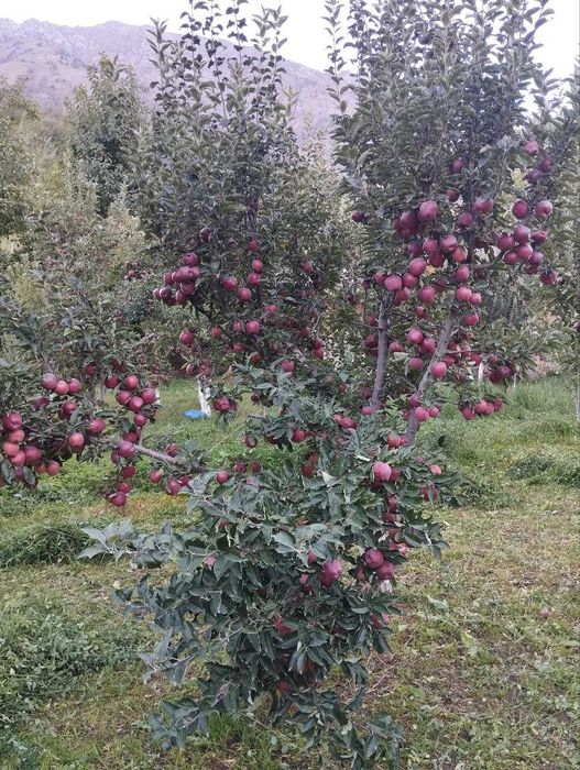 продаётся Дом в Бостанлыкском районе село Испай