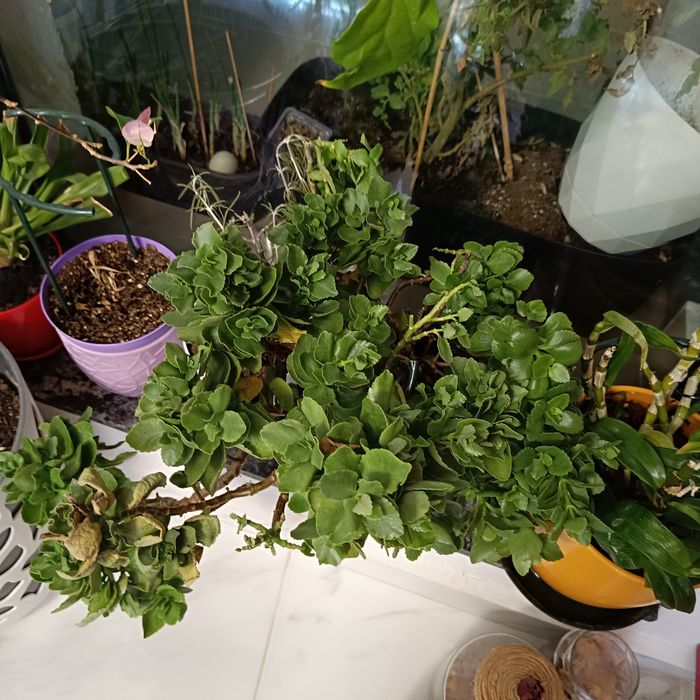 Стайни и градински растения